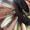 Native Made Concho Hair Tie | 1"